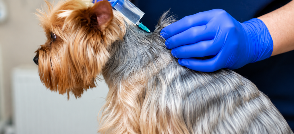 What Vaccinations Do Dogs Need?