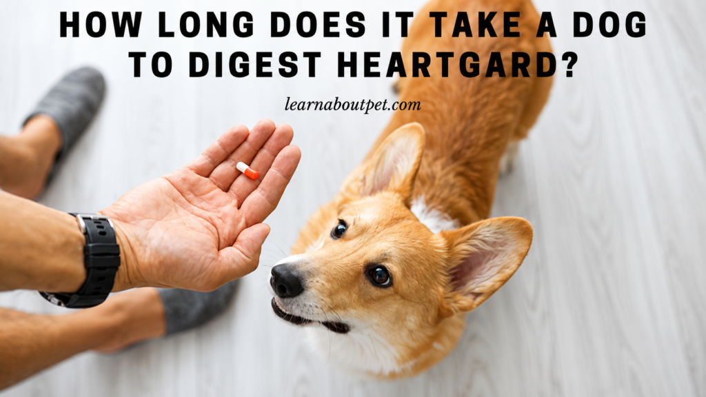 How Long Does It Take a Dog to Digest Food? Amazing Facts & Complete Guide (2026) How Long Does It Take a Dog to Digest Food?