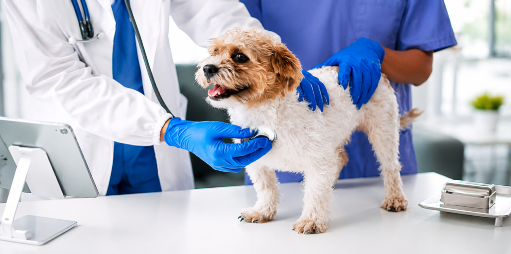 How Often Do Dogs Need Rabies Vaccine?