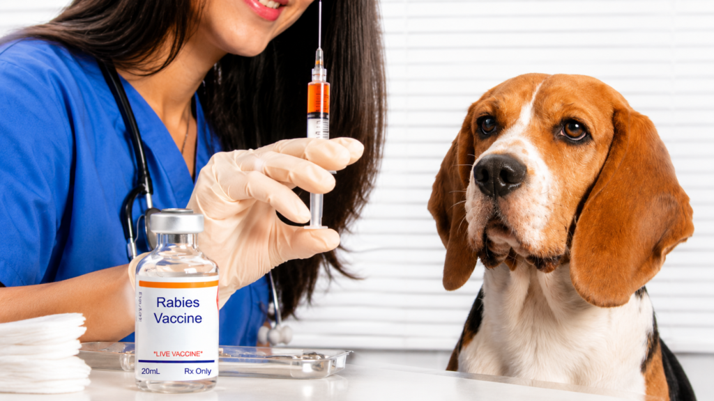 How Often Do Dogs Need Rabies Vaccine?