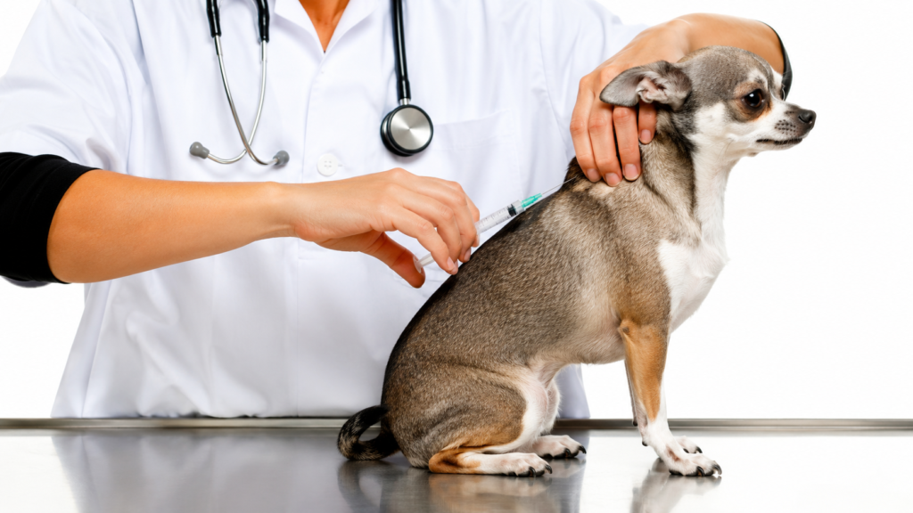 How Often Do Dogs Need Rabies Shots?