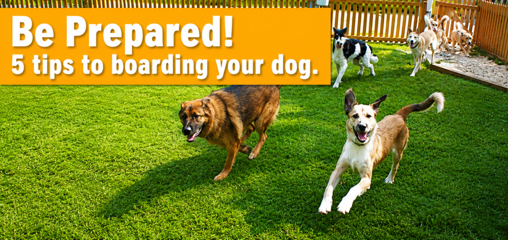 What Shots Do Dogs Need to Be Boarded?