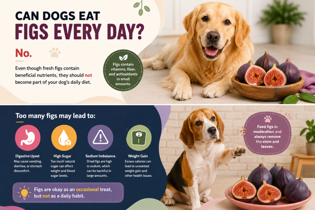 Can Dogs Eat Figs? Complete Benefits, Risks & Safe Feeding Guide (2026) Can Dogs Eat Figs?