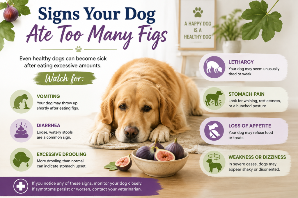 Can Dogs Eat Figs? Complete Benefits, Risks & Safe Feeding Guide (2026) can dogs eat figs?
