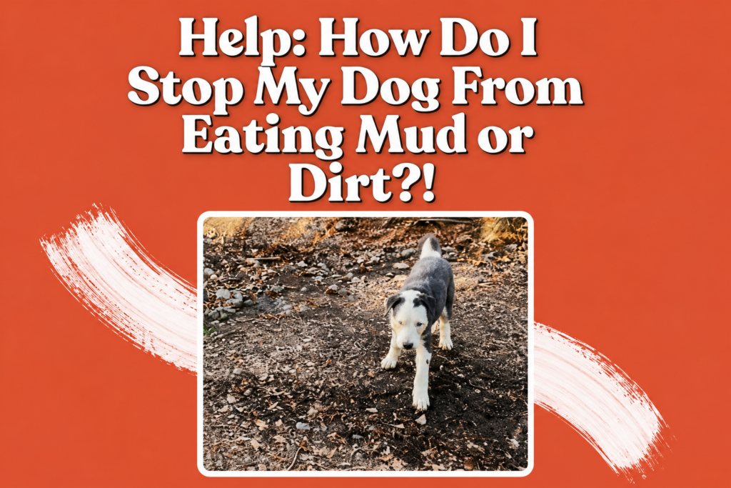 Why Is My Dog Eating Dirt? Causes, Risks, and How to Stop It (2026) why is my puppy eating dirt?