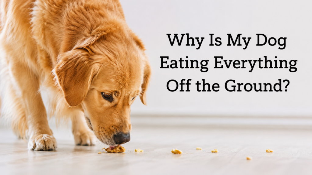 My Dog Eats Everything Off the Ground: Why It Happens and How to Stop It (2026) My dog eats everything off the ground