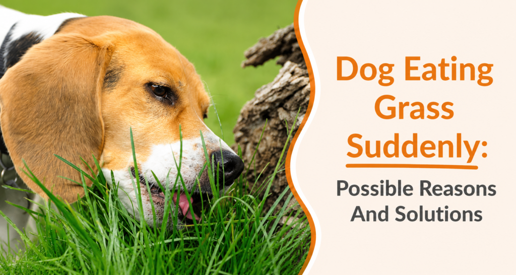 Dog Suddenly Eating Grass Like Crazy: Causes, Warning Signs, and What to Do (2026) dog suddenly eating grass like crazy