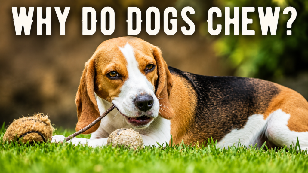 What Jabs Do Dogs Need?