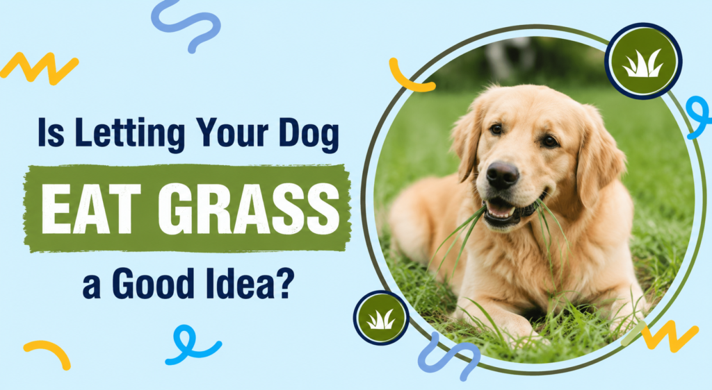 Should Dogs Eat Grass? Is It Safe for Your Dog in 2026? should dogs eat grass