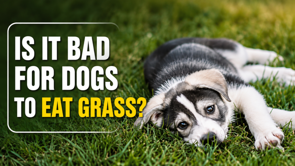 Is It Bad for Dogs to Eat Grass? What Every Dog Owner Should Know(2026) is it bad for dogs to eat grass