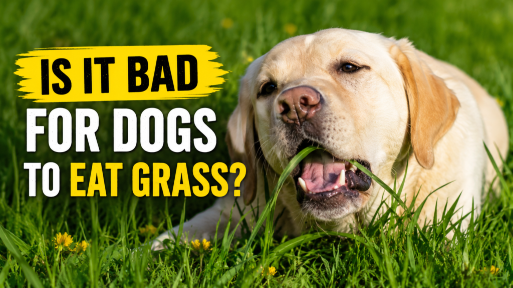 Is It Bad for Dogs to Eat Grass? What Every Dog Owner Should Know(2026) is it bad for dogs to eat grass?