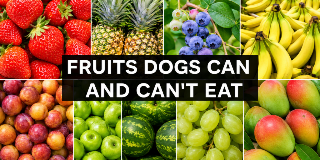 Can Dogs Have Fruit? Complete Guide to Safe Fruits for Dogs (2026) Can Dogs Have Fruit?
