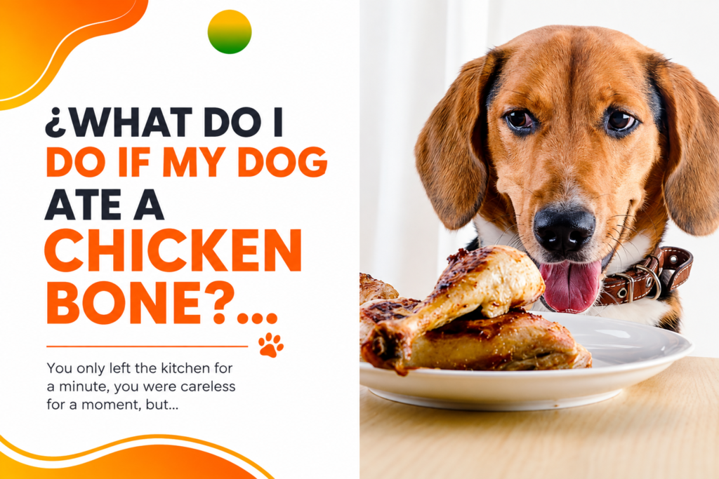 Can Dogs Eat Chicken Bones? The Complete Safety Guide Every Dog Owner Should Read (2026) can dogs eat chicken bones