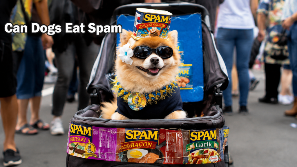 Can dogs eat Spam?