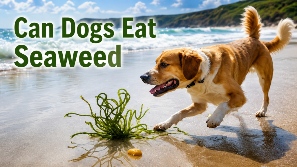 Can dogs eat seaweed?