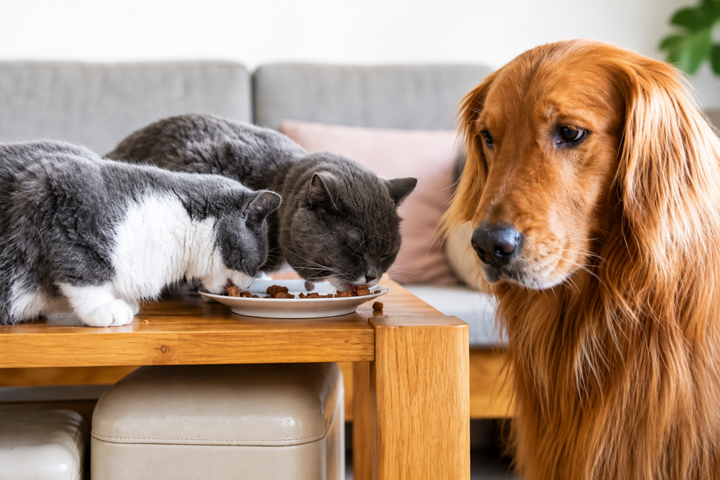 Can Dogs Eat Cat Treats? Complete Safety Guide for Dog Owners(2026) Can Dogs Eat Cat Treats?