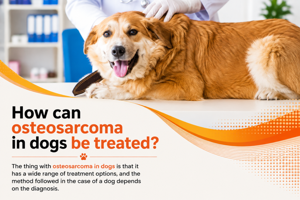 Can Dogs Eat Chicken Bones? The Complete Safety Guide Every Dog Owner Should Read (2026) Can Dogs Eat Chicken Bones?
