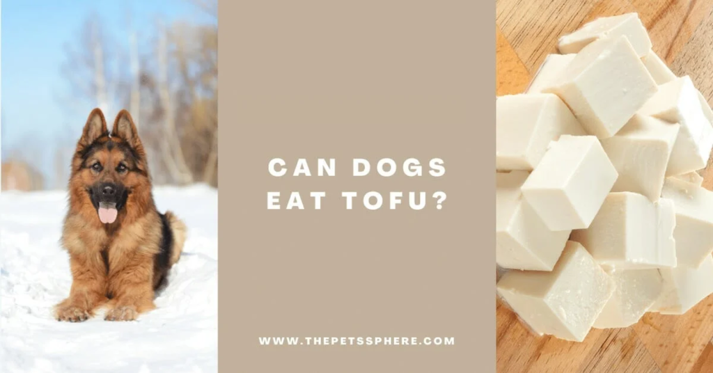 can dogs eat tofu?