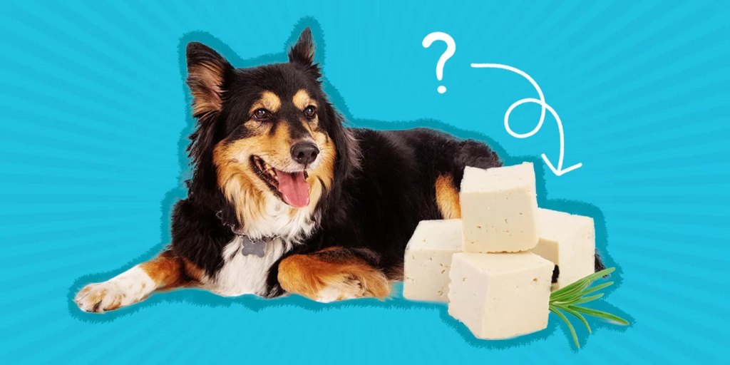 Can Dogs Eat Tofu? Benefits, Risks, Serving Size & Safe Feeding Guide (2026) can dogs eat tofu?
