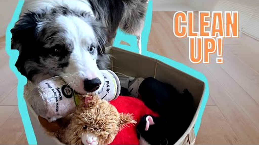 What Jabs Do Dogs Need? 7 Dog Vaccines You Shouldn’t Miss( What Jabs Do Dogs Need?