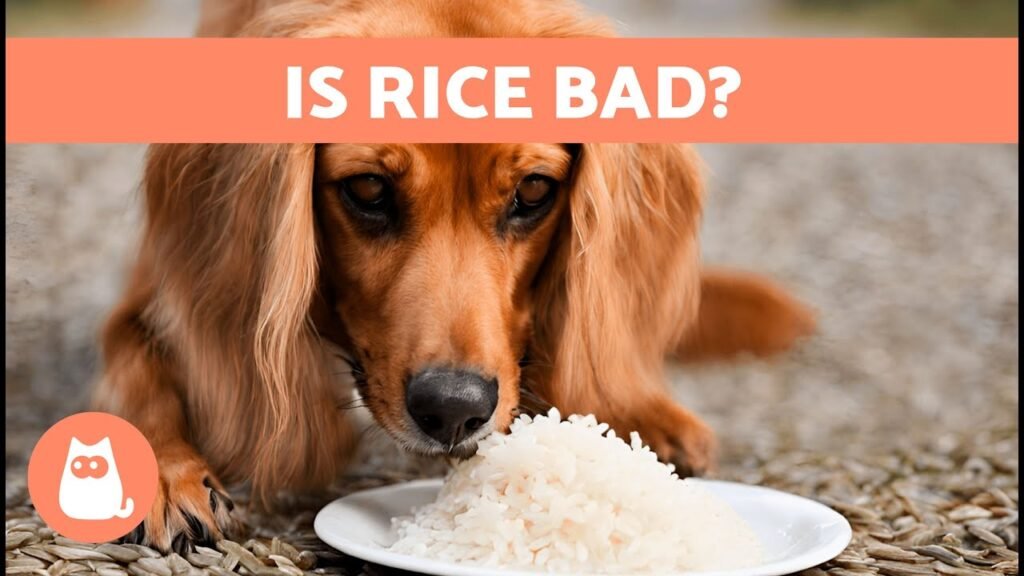 Can dogs eat white rice?