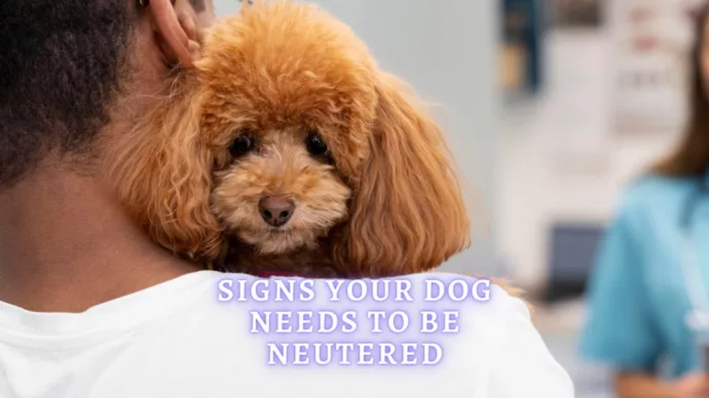 Signs Your Dog Needs to Be Neutered: 10 Important Signs to Know signs your dog needs to be neutered