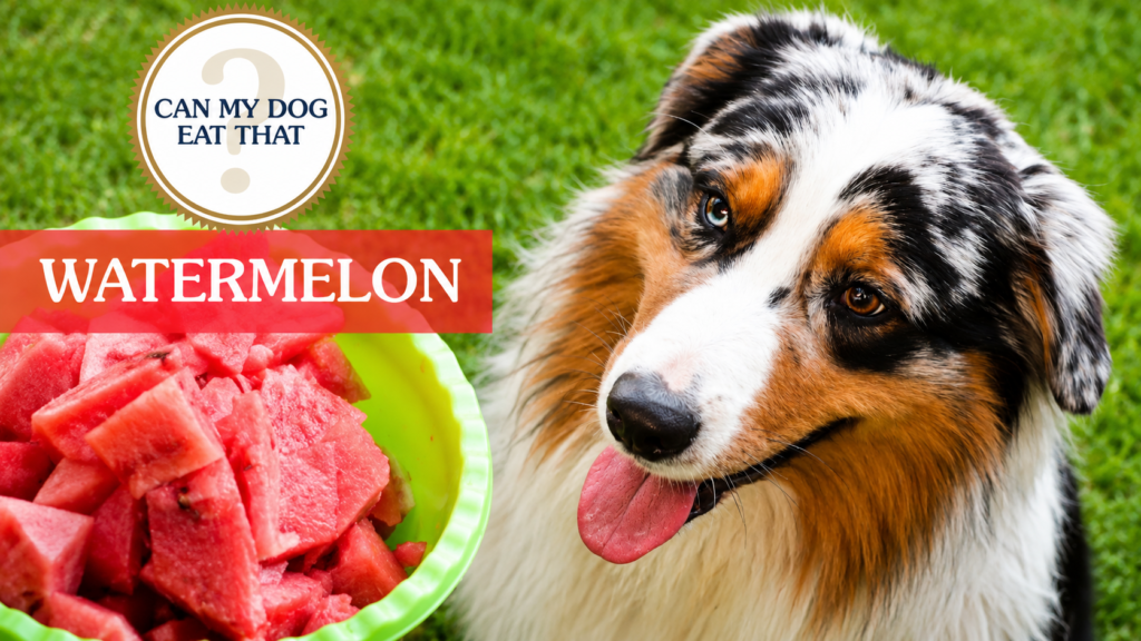 Can dogs eat watermelon?